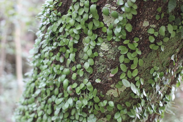 マメヅタ 豆蔦 石垣や大木を這う丸い葉のシダ植物 優しい雨
