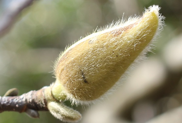 鱗片葉に包まれたハクモクレンの若い蕾の写真