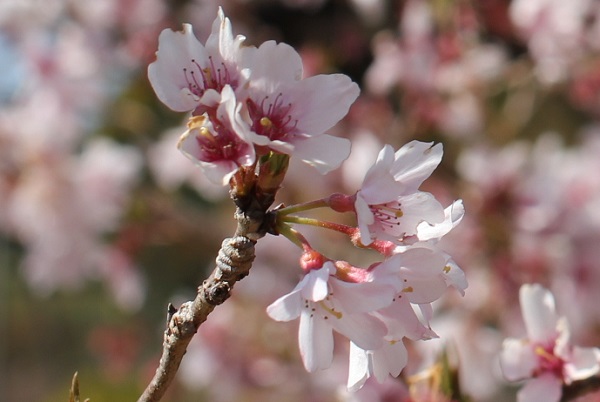 小彼岸桜（コヒガンザクラ）のアップ写真