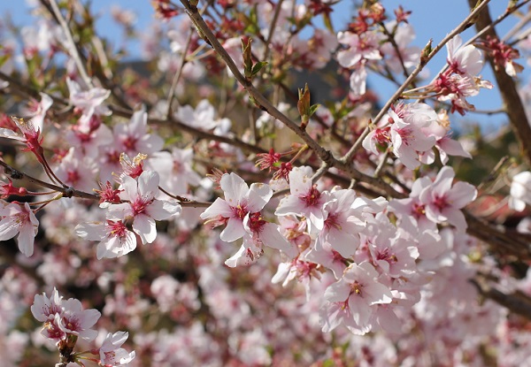 小彼岸桜　満開の写真