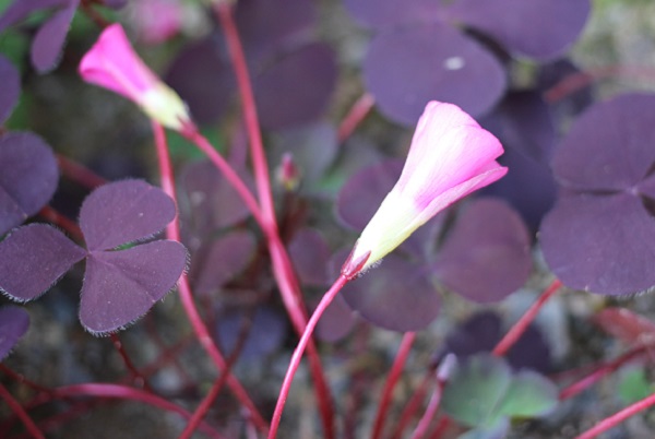 オギザリス・サンラックの花と葉のアップ写真（横向き）