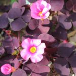 紫の葉のオギザリスの写真