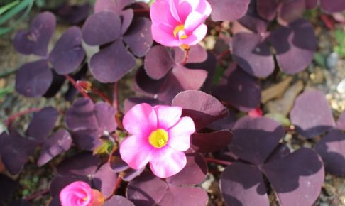 紫の葉のオギザリスの写真