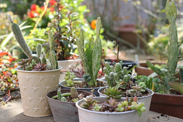 サボテンや多肉植物で寄せ植えの鉢の写真(庭の６鉢）