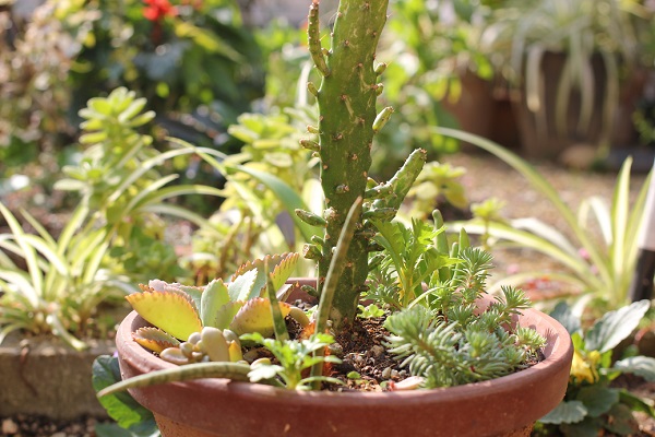 植木鉢で育ててるサボテンや多肉植物、サンスベリアなどの寄せ植えの写真
