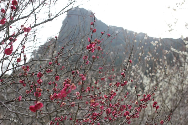 御船山と赤い梅の写真