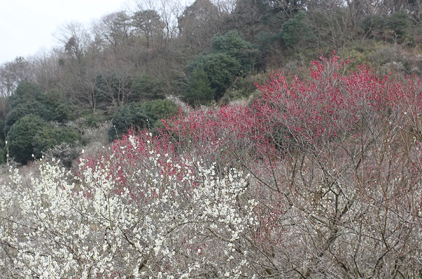 御船が丘梅林に咲いてる白や赤の梅の写真