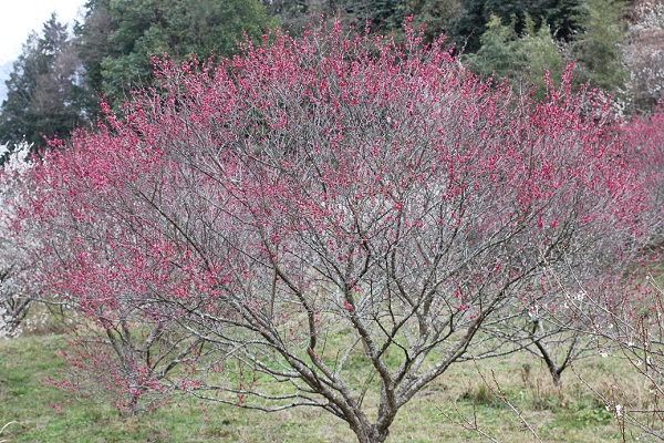 御船が丘梅林、美しい赤い花を咲かせてる梅の木の写真