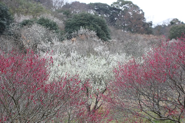 御船が丘梅林、丘に咲く赤い梅と白い梅の梅林の写真
