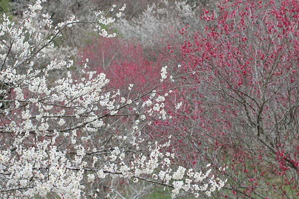 御船が丘梅林、とても綺麗な赤い梅と白い梅の饗宴の写真