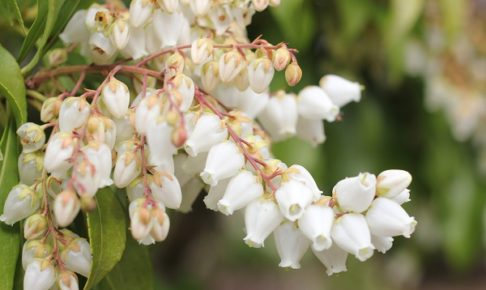 白いアセビ（馬酔木）の花の写真