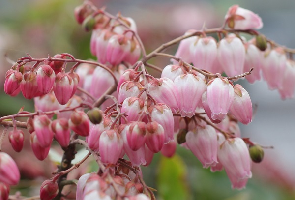 アケボノアセビの花の写真