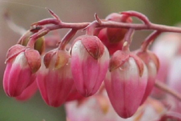 優しい色合いの花を咲かせるアケボノアセビの写真