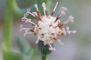 ドルフィンネックレスの花のアップ写真