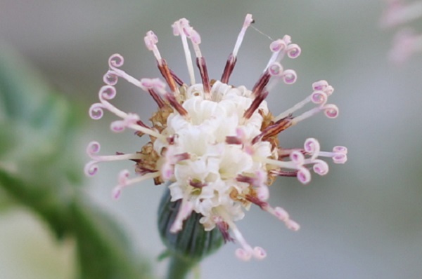 ドルフィンネックレスの花のアップ写真