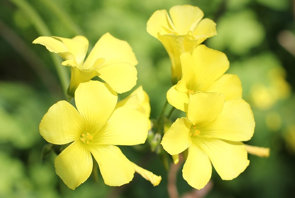 黄色いカタバミの花の写真