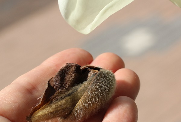 ハクモクレンの鱗片葉を手のひらに乗せた写真