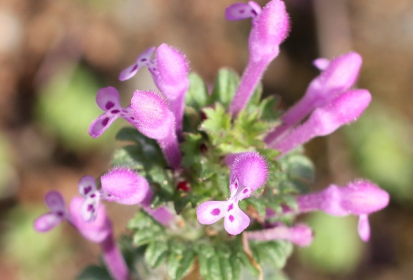 ホトケノザの花の写真