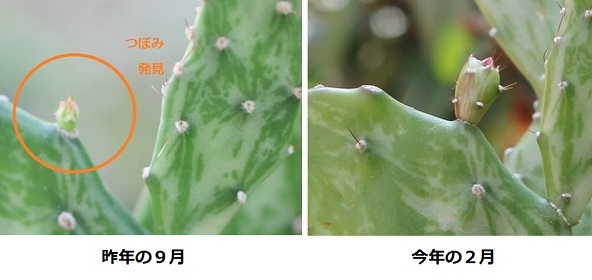 ヒメサンゴの蕾の比較写真（昨年の９月と今年の２月）