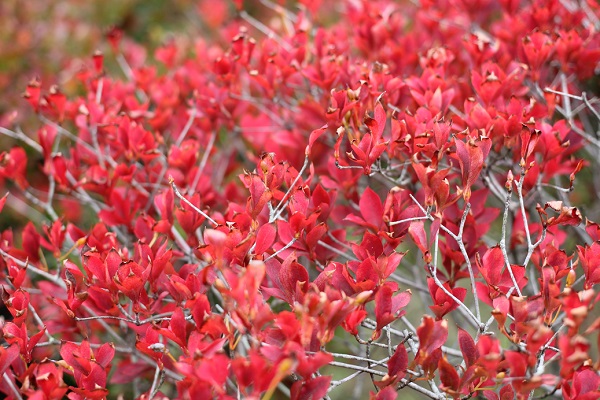 赤いドウダンツツジの葉の写真