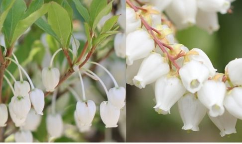 ドウダンツツジの花とアセビの花の比較写真
