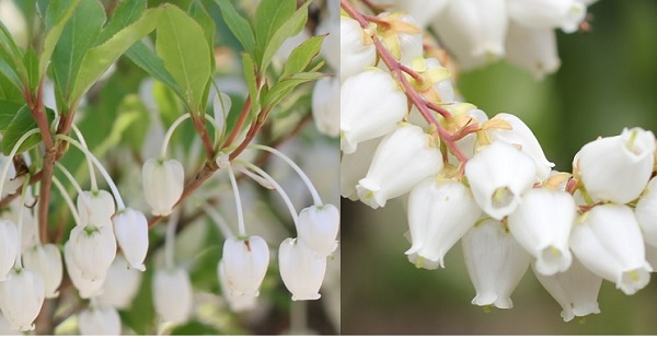 ドウダンツツジの花とアセビの花の比較写真