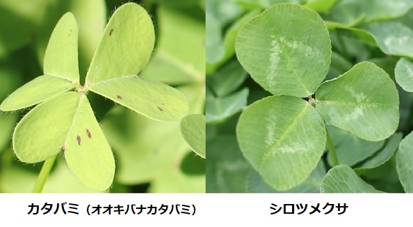 カタバミとシロツメクサの葉の比較写真