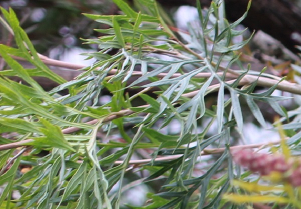 グレビレア・ロビンゴードンの葉、枝の写真
