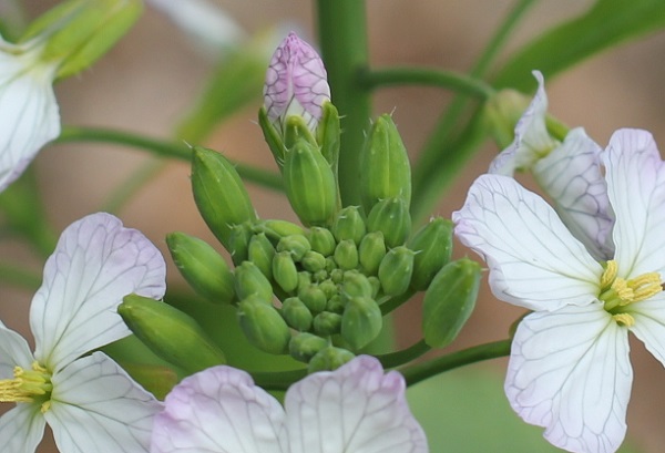 ハマダイコンの花のつぼみ、アップ写真