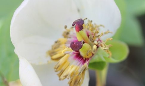 ヤマシャクヤクの花の中の様子の写真