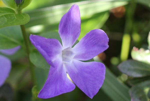 ツルニチニチソウ（蔓日々草）の花のアップ写真