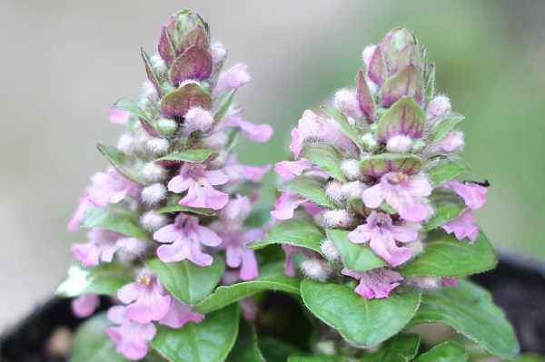 モモイロジュウニヒトエの花の写真