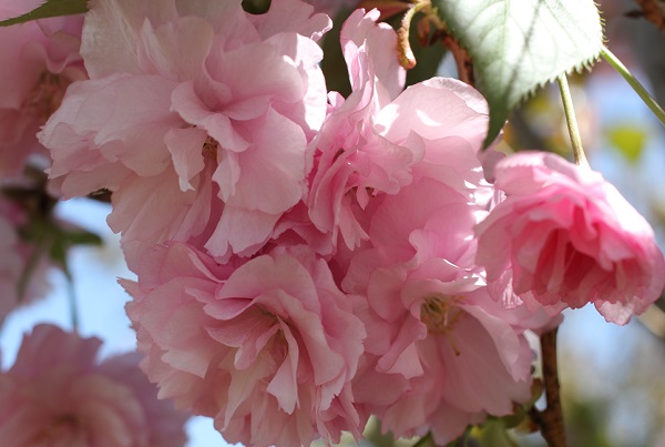 カンザン（関山）の花の写真