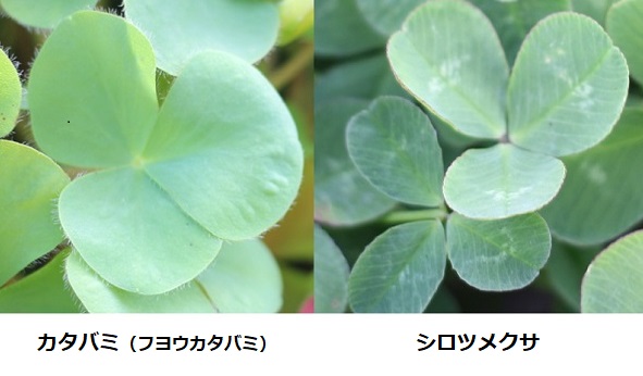 カタバミ（フヨウカタバミ）とシロツメクサの葉の比較写真