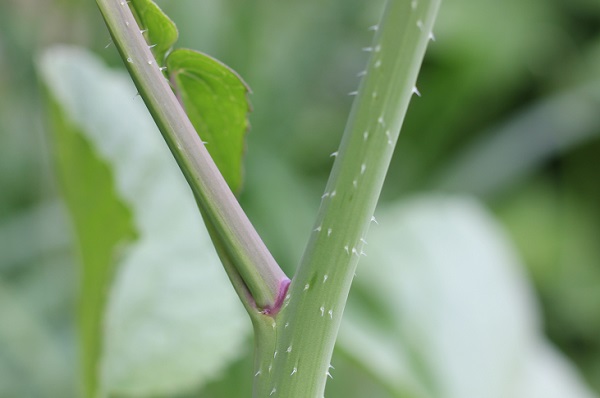 ハマダイコンの茎の写真
