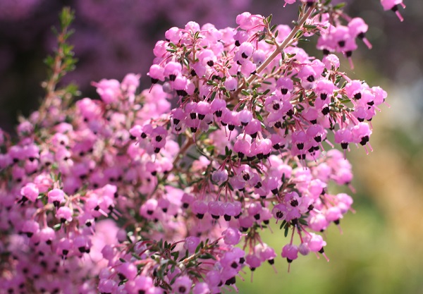 ジャノメエリカの花が綺麗 特徴や育て方 優しい雨