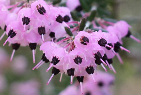ジャノメエリカの花のアップ写真