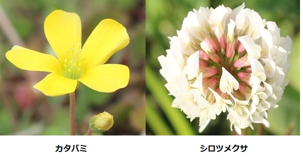 カタバミとシロツメクサの花の比較写真