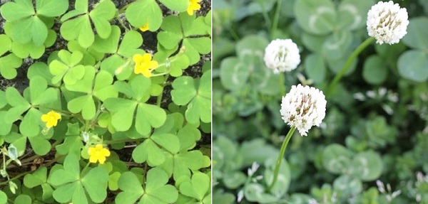 シロツメクサとカタバミがの比較写真（咲いてる様子、花や葉）