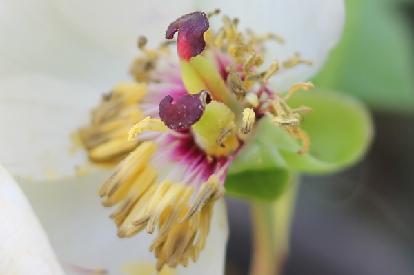 ヤマシャクヤクの花の中、雄しべや雌しべの写真