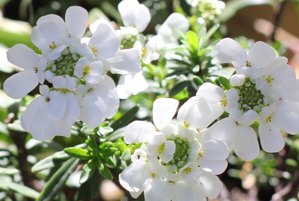 キラキラした純白の花を咲かせてるイベリス・センペルヴィレンスの写真