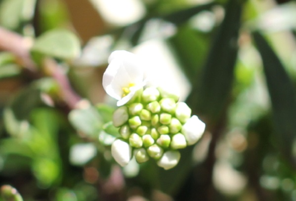 小花が１つ咲いたイベリス・センペルヴィレンスの花の写真