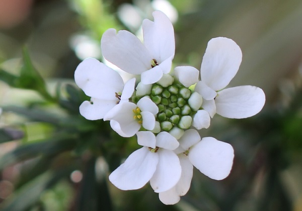 イベリス・センペルヴィレンスの小花がいくつも咲いている花のアップ写真