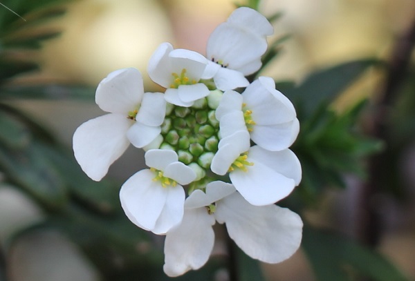 小花が次ぎ次ぎと開花していく様子が面白いイベリス・センペルヴィレンスの花の写真