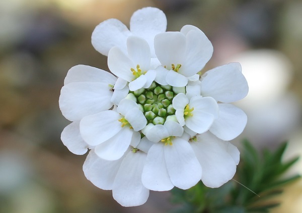 綺麗に咲いたイベリス・センペルヴィレンスの花のアップ写真