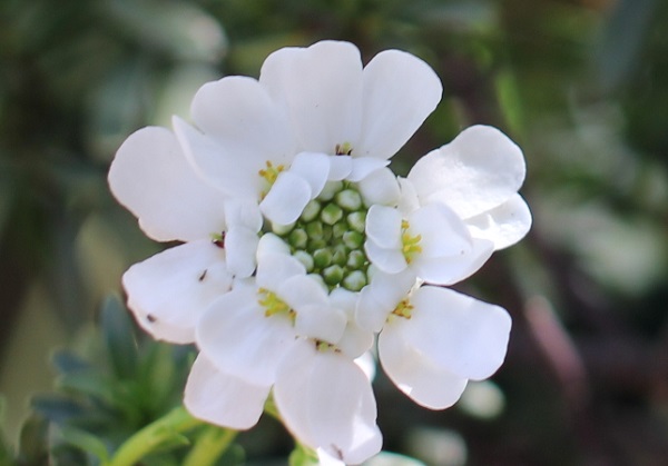 小花が多く咲いたイベリス・センペルヴィレンスの花のアップ写真