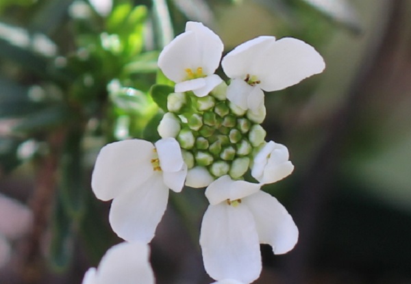 小花が４つ咲いたイベリス・センペルヴィレンスの花の写真