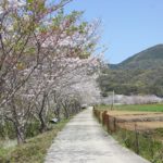 飯盛　田結の桜並木の写真