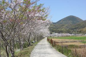 飯盛　田結の桜並木の写真