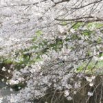 西浦上駅近くの線路沿いの桜並木の写真